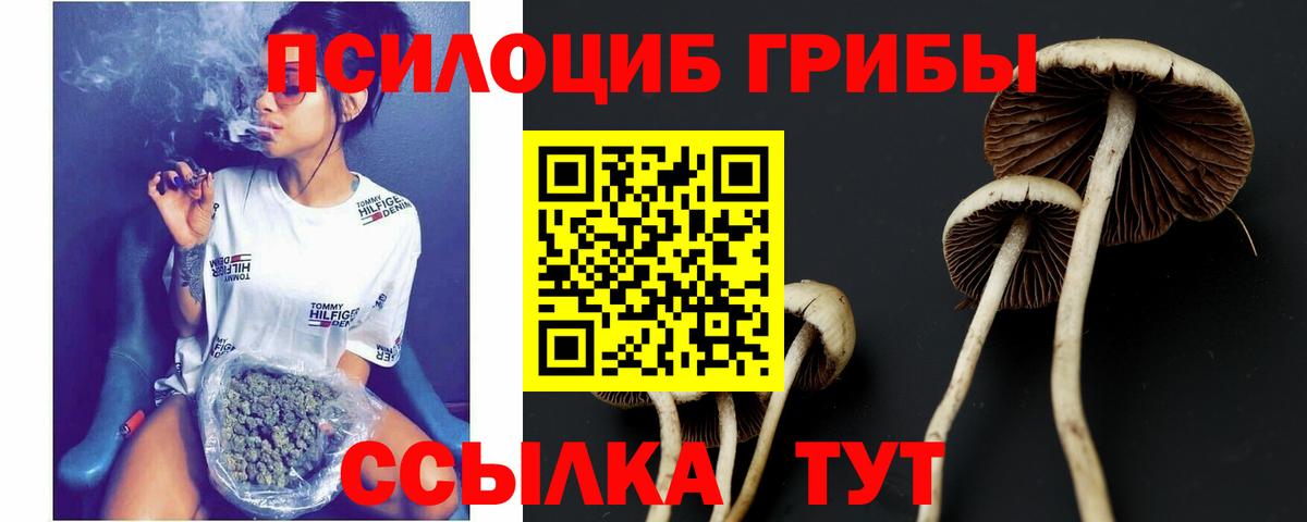 где купить   Псилоцибиновые грибы Psilocybe  Вход с VPN  Заинск 